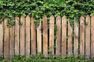 Rustic Wooden Fence with Green Ivy and Foliage in a Lush Garden Setting photo
