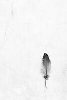 A feather is on a white background photo