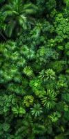 Birds-eye view of thriving rainforest. photo