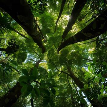 Abstract representation of rainforest canopy. photo