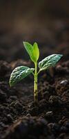 Close-Up of a Young Green Plant Seedling Growing in Fertile Soil photo