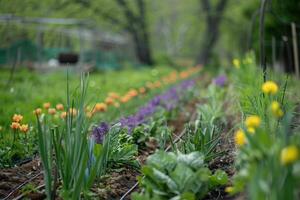 Vibrant Spring Garden with Blooming Flowers and Fresh Greenery photo