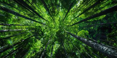 Minimalistic lines of rainforest canopy. photo