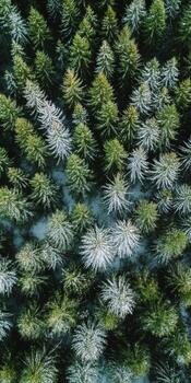Aerial View of Snow-Dusted Evergreen Forest Capturing the Serene Beauty of Winter's First Frost photo