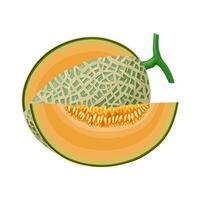 Illustration of cantaloupe, also known as a muskmelon, rockmelon, sweet melon or spanspek, isolated on white background. vector