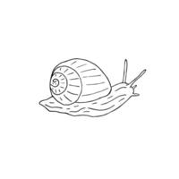 Hand drawn doodle sketch snail vector