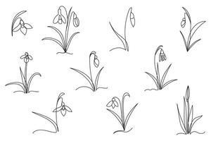 Set of snowdrops drawn by one line. First spring flowers. Hand drawn minimal illustration. vector