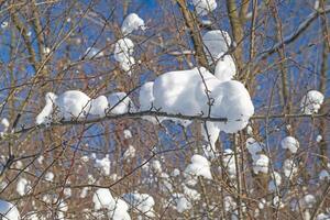 Snow Puffs Suspended in Tree Branches photo