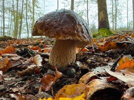 Boletus edulis - an edible fungus grows among the trees in the moss photo