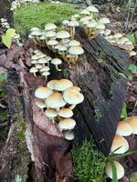 Sulphur tuft, Hypholoma fasciculare, or clustered woodlover on a dead tree photo