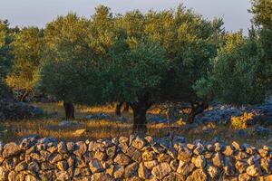 olive trees on the island of Krk, in the town of Krk of the same name photo
