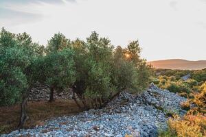 olive trees on the island of Krk, in the town of Krk of the same name photo