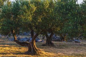 Old olive trees early in the morning between large stones on the Adriatic coast photo