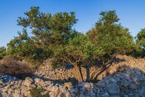 Beautiful olive groves on the rocky plains and slopes of the island of Krk photo