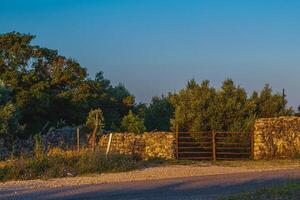 Centuries-old olive groves on the island of Krk on the way to Punat photo