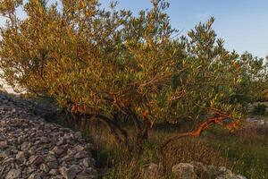 Centuries-old olive groves on the island of Krk on the way to Punat photo
