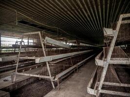The empty laying cages of poultry houses, old, decayed, abandoned photo