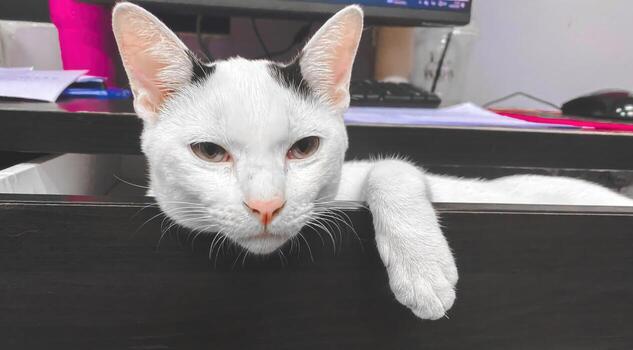 Relaxed cat posing in office workspace indoor setting pet photography cozy environment close-up perspective playful vibe photo