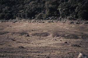 Photo of a trip to Mount Gede Pangrango, camping together at the Surya Kencana square. National Park in West Java, Cianjur, 06 September 2022