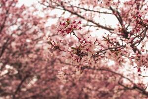 Beautiful spring flowering cherry tree sakura. Shallow depth of field with a blurry background for a screen saver or website embed photo