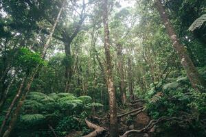 Photo of a trip to Mount Gede Pangrango, hiking adventure along the trails at the Surya Kencana square. National Park in West Java, Cianjur, 24 July 2023