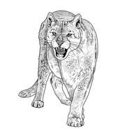 Black and white illustration mountain lion standing and roaring vector