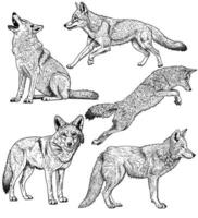 Black and white illustration of coyotes in one set vector