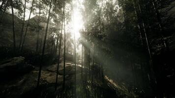 Sunlight filtering through dense forest trees in tranquil nature setting video