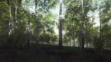 Grove of Birch Trees in Forest video