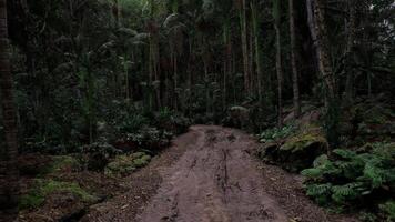 Scenic muddy path through dense forest surrounded by lush greenery video