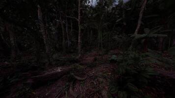 Dense forest under dark night sky with faint road visible