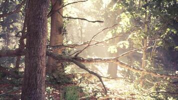 Sunlight filtering through trees in a serene forest during early morning video
