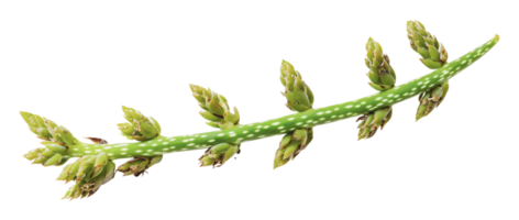 Budding green branch in nature png