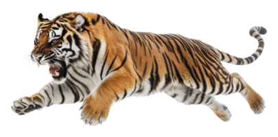 Tiger leaps through the air in a dynamic display png