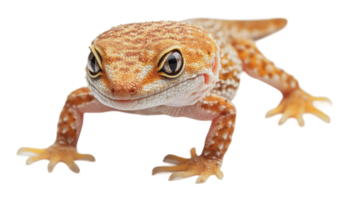 Unique gecko with vibrant patterns on its skin png
