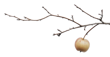 Fresh apple hanging from a bare branch in winter png