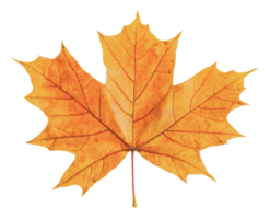Bright autumn maple leaf resting on a flat surface png