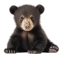 Young bear sits calmly and curiously in a studio png