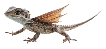 Unique lizard with wing-like structures running png