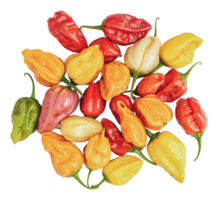 Colorful chili peppers arranged on a white surface png