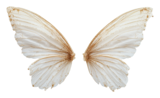 Delicate white butterfly wings on display png