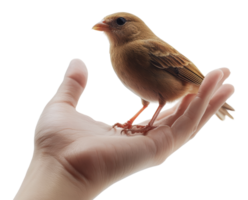 Bird perched on hand in soft lighting setting png