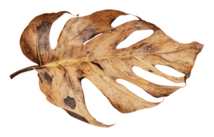 Dry monstera leaf with unique shape and texture png