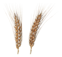 Wheat ears displayed on a white background png