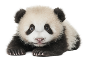 Adorable panda cub resting on a white surface png