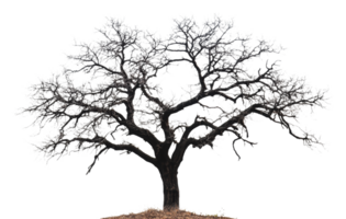 Artistic view of a leafless tree against white png