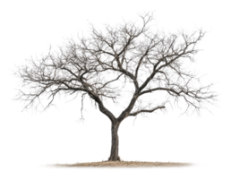 Barren tree standing alone in open field png