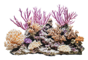 Vibrant coral reef with diverse shapes png
