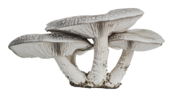 Unique cluster of mushrooms found in nature png