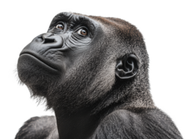 Gorillas showcase strength and calm in close-up png